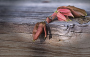 Mindfulness In Nature Photograph by Mary Lou Chmura