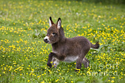 Miniature Donkey Foal Photograph by Jean-Louis Klein & Marie-Luce Hubert