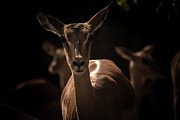 Miss Chobe Photograph by Robert Grac
