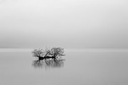 Misty Bush Photograph by Grant Glendinning Misty Bush Photograph by Grant Glendinning