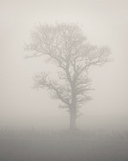 Misty Tree Photograph by Dave Bowman