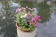 Mixed Flower Planter Photograph by Allen Nice-Webb Mixed Flower Planter Photograph by Allen Nice-Webb