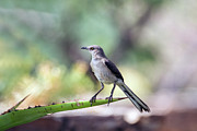 Mockingbird 4210 Photograph by Tam Ryan