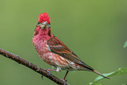 Mohawk Finch Photograph by Paul Freidlund Mohawk Finch Photograph by Paul Freidlund