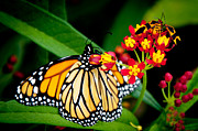 Monarch Butterfly at lunch with 2 Box Elder Bugs Photograph by Andee Design
