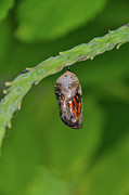 Monarch Butterfly Chrysalis Showing a Wing Photograph by Artful Imagery