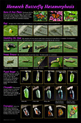 Monarch Butterfly Metamorphosis Chart Photograph by Valerie Evanson