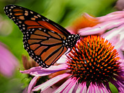Monarch Butterfly No.41 Photograph by Mark Myhaver Monarch Butterfly No.41 Photograph by Mark Myhaver