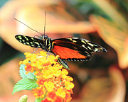 Monarch Butterfly with Wings Spread Photograph by Angela Murdock