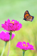 Monarch in Flight 1 Photograph by Brian Hale