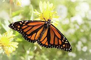 Monarch in the Light Photograph by Ana V Ramirez