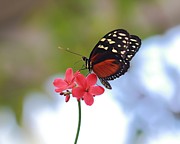 Monarch on Pink Flowers Photograph by Angela Murdock