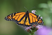 Monarch on Spiked Blazing Star Photograph by Robert E Alter Reflections of Infinity