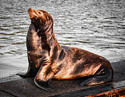 Monarch SeaLion Photograph by Jason Brooks