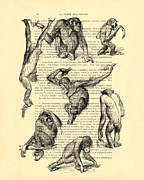 Monkeys black and white illustration Digital Art by Madame Memento