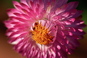 Monster Rose Photograph by Carrie Hannigan