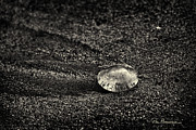 Moon Jelly 6516 Photograph by Dan Beauvais