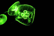 Moon Jelly Dance Photograph by Diane Macdonald