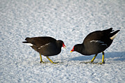Moorhens on the Ice and Snow Photograph by Rod Johnson