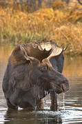 Moose Drool In The Wetlands Photograph by Adam Jewell Moose Drool In The Wetlands Photograph by Adam Jewell