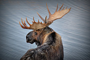 Moose Drool Photograph by Ryan Smith