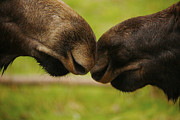 Moose Nuzzle Photograph by Bob Cournoyer