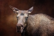 Moose Portrait Photograph by Eva Lechner