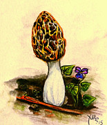 Morel Study Drawing by Alexandria Weaselwise Busen