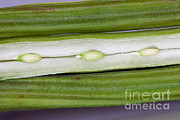 Moringa Pod Photograph by Inga Spence