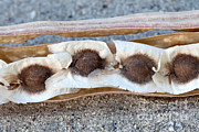 Moringa Seeds In Pod Photograph by Inga Spence