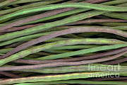 Moringa Tree Seedpods Photograph by Inga Spence