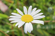 Morning Dew Photograph by John Benedict