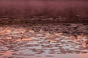 Morning Fog in the Lily Patch in Mauve Photograph by Bonnie Follett
