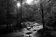 Morning Light On The Stream Photograph by Mike Eingle Morning Light On The Stream Photograph by Mike Eingle