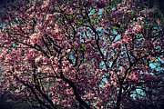Morning Lit Magnolia Photograph by Frank J Casella