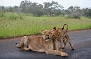 Morning play Photograph by Gaelyn Olmsted