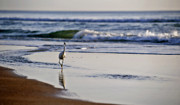 Morning Walk At Ormond Beach Photograph by Steven Sparks Morning Walk At Ormond Beach Photograph by Steven Sparks