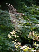 Morning Web Photograph by Azthet Photography