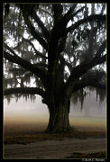Mossy Oak Photograph by Scott Hansen
