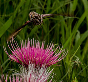 Moth 1 Photograph by Christy Garavetto Moth 1 Photograph by Christy Garavetto
