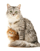 Mother cat and Ginger kitten Photograph by Warren Photographic
