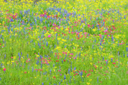 Mother nature paints with technicolor. Photograph by Usha Peddamatham