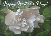 Mother's Day Gardenia Photograph by Teresa Wilson Mother's Day Gardenia Photograph by Teresa Wilson