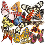 Moths and More Moths Painting by Lucy Arnold