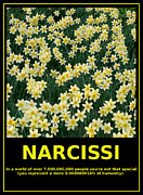 Motivational Irony - Narcissi Perspective Photograph by Richard Reeve