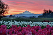 Mount Hood Sunrise Photograph by Mark Whitt