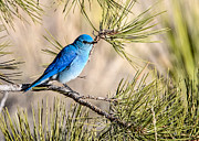 Mountain Bluebird in a Pine Photograph by Dawn Key Mountain Bluebird in a Pine Photograph by Dawn Key