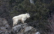 Mountain Goat Photograph by Ronnie And Frances Howard