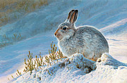 Mountain Hare Photograph by Andrew Hutchinson Mountain Hare Photograph by Andrew Hutchinson