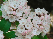 Mountain Laurel Photograph by Richie Parks